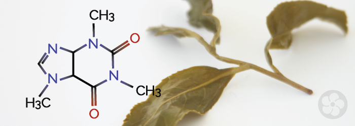 Caffeine 101: Tea, Coffee, and the Human Body