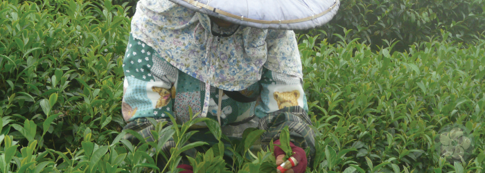 naturally grown tea is hand picked at high elevations