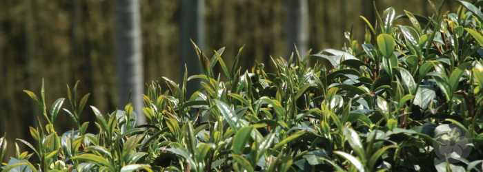 environmental factors make up a tea's terroir