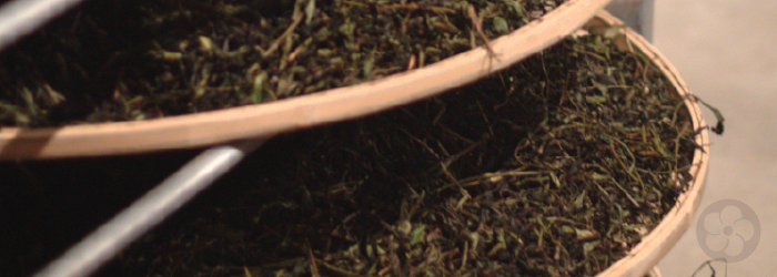 leaves are left to oxidize naturally after having been bruised