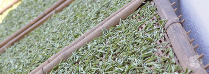 traditional white tea from Fuding County, Fujian