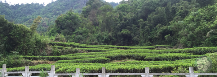 traditional tea farms occupy small plots of land, usually in the mountains