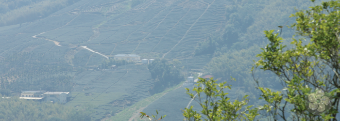 many new tea farms on less desirable land use organic certification to attract customers