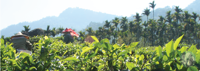 betel nut trees growing on the edge of a tea field