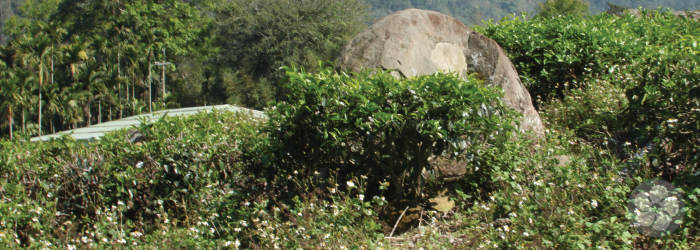 tea bushes grow among a variety of smaller plants