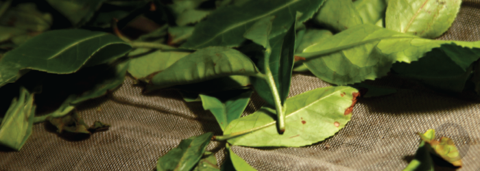 bug bitten tea leaves have a natural honey fragrance