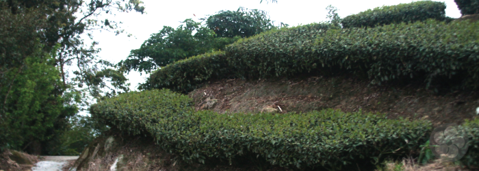 high mountain tea farms often contend with rocky soil that doesn't hold water well