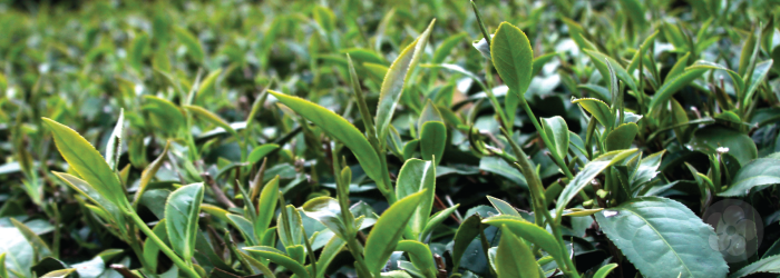 budding tea plants in Taiwan