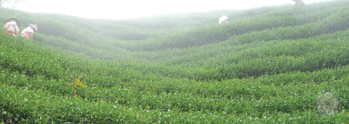 A Brief History of Taiwanese Teas