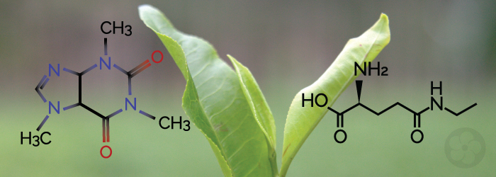 The chemical compounds of caffeine and L-theanine work together to create a relaxed and focused state.