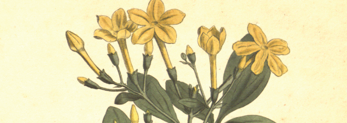 artificially scented jasmine teas use no real jasmine flowers at all, only created flavors that mimic the fragrance.