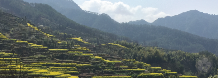 traditional terroir plays a major part in the flavor of white teas