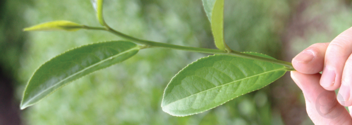 most oolong teas use several leaves on the stem, and don't qualify as first flush teas, even when they're picked in the spring.