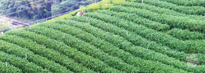 Seasonal Traditions: A Guide to Tea Harvest Dates