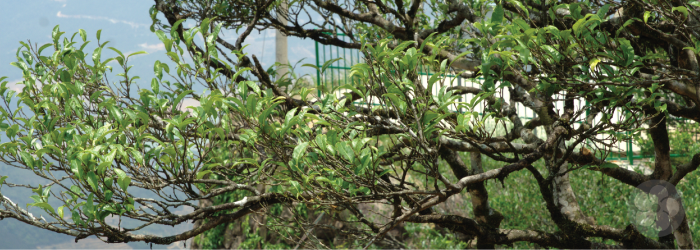 Tea plants in the phoenix mountain range are not harvested until they are at least 60 years old