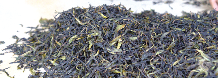 Finished phoenix oolong tea being sorted to remove stems