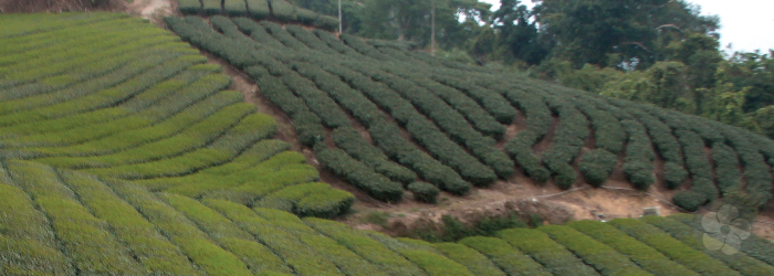 Many neighboring farms are owned by extended family, who contribute to communal infrastructure