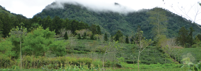A cultivated, biodiverse farm usually grows more responsibly than opportunists harvesting from natural forests.