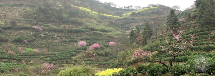 Modern Dragonwell tea is famous across the world, and highly sought after