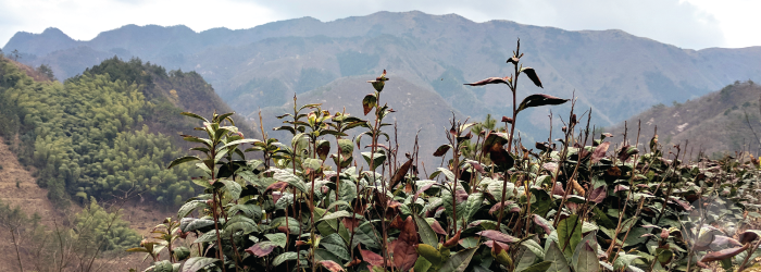 green teas grown at high elevations usually grow slower and taste better.