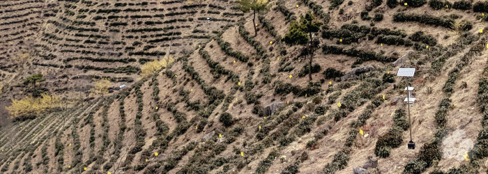 Non-chemical methods of pest control are in use on this organic green tea farm.