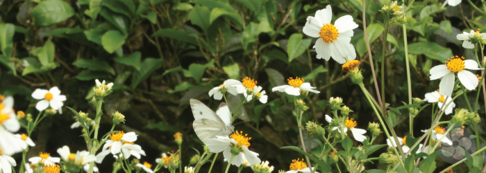 The presence of undergrowth, weeds, and diverse plant life indicates that no herbicides are used.