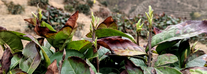 Frostbitten plants used stored nutrients to sprout new growth each spring
