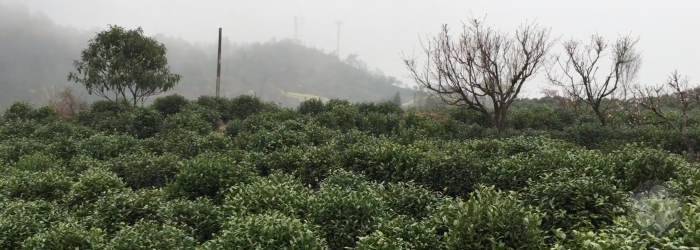 Family owned farms rarely use fertilizers or pesticides that increase growth rates