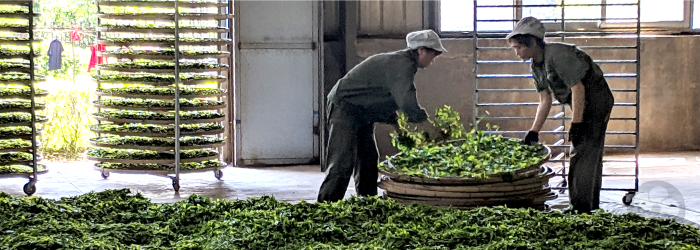 ISO compliant tea factories ensure cleanliness and prevent unpleasant surprises.