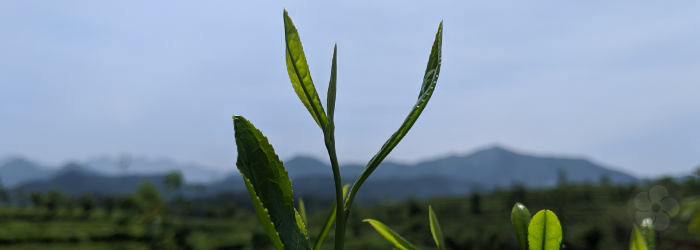 The smallest buds of new spring growth are prized for their naturally sweet flavor