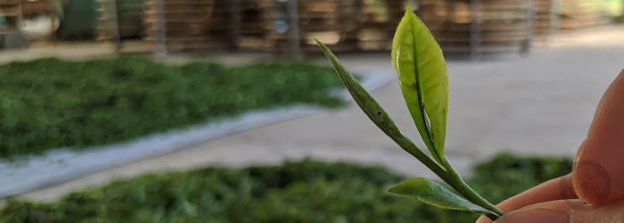 April harvests consisting of one bud and one leaf present a popular middle ground of flavor and price.