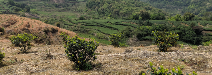 Soil quality and nutrients vary from place to place, and the roots of a tea plant absorb these characteristics.