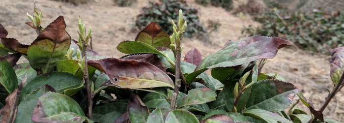the stem of a tea plant plays a crucial role in storing sugars and powering new growth.
