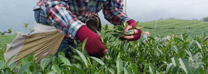 Tea leaves represent the pinnacle of tea growth and are the foundation of all true teas.