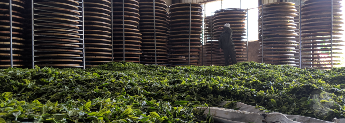 leaves withering before oxidation, creating traditional flavor through natural processes