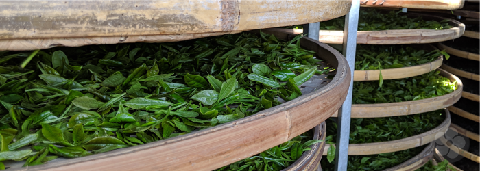 tea leaves withering on bamboo trays for even oxidation