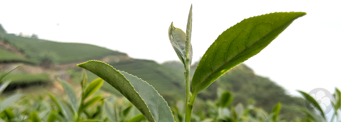 The bud and top leaves of this plant are easily plucked when it is pruned into a bush or hedge shape.