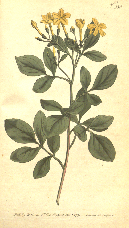 File:The Botanical Magazine, Plate 285 (Volume 8, 1794).png